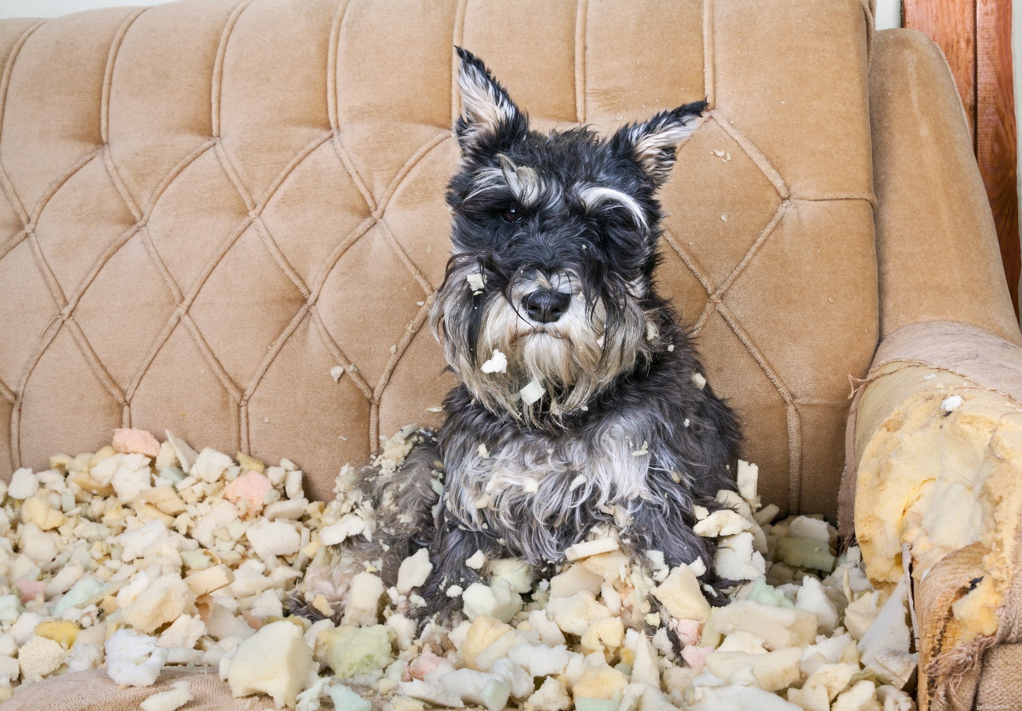 Debunking 7 Common Myths About Separation Anxiety in Dogs