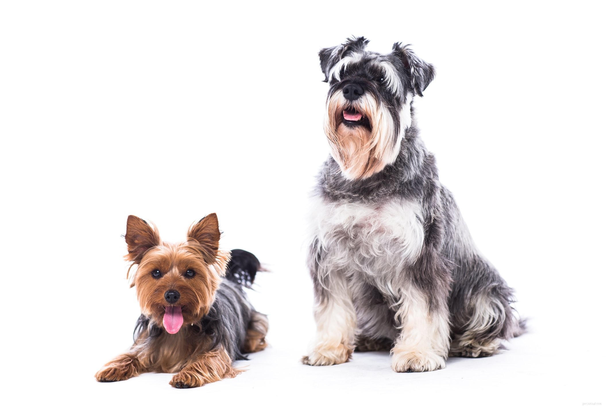 Debunking 7 Common Myths About Separation Anxiety in Dogs