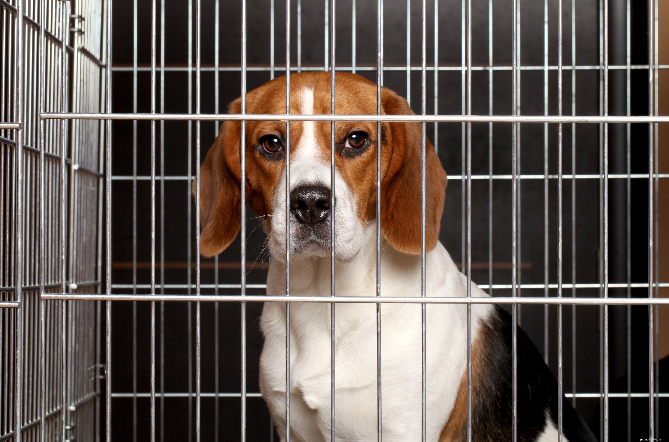 Debunking 7 Common Myths About Separation Anxiety in Dogs