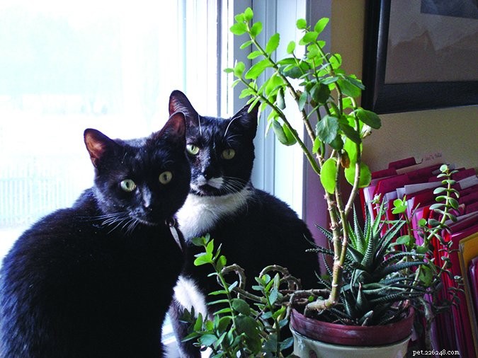 Preventing Conflict: Tips for Co‑existing Cats and Dogs in the Same Home