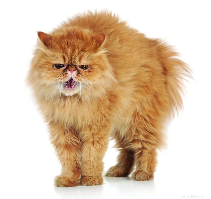 Preventing Conflict: Tips for Co‑existing Cats and Dogs in the Same Home