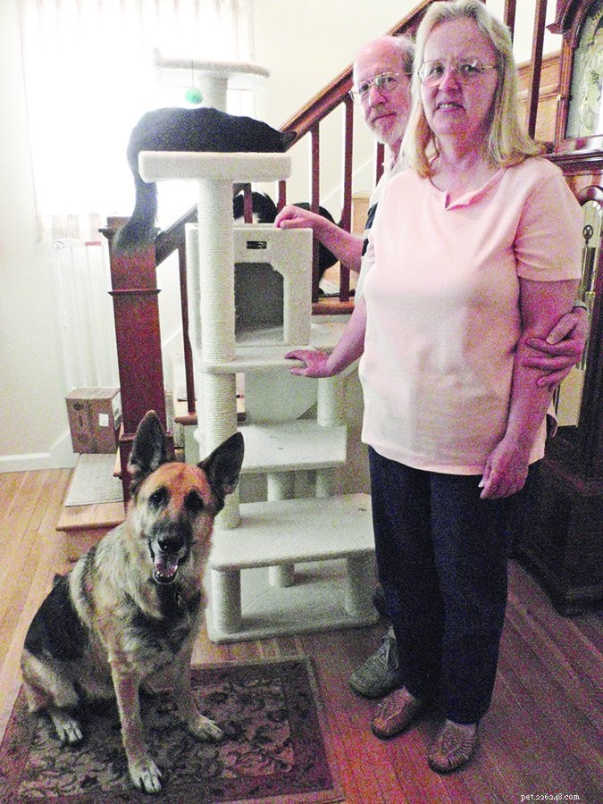 Preventing Conflict: Tips for Co‑existing Cats and Dogs in the Same Home