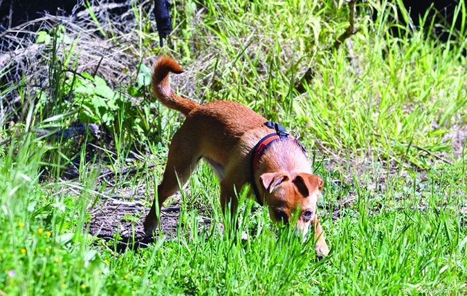 Effective Solutions for Dogs That Eat Feces: A Guide to Stop Coprophagia