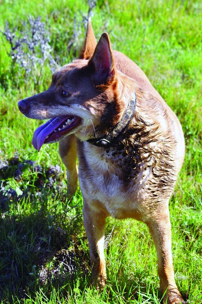 Effective Solutions for Dogs That Eat Feces: A Guide to Stop Coprophagia