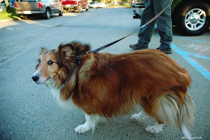 Effective Solutions for Dogs That Eat Feces: A Guide to Stop Coprophagia