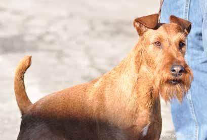 Decoding Your Dog’s Facial Expressions: A Guide to Canine Communication