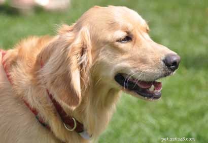Decoding Your Dog’s Facial Expressions: A Guide to Canine Communication