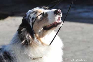 Decoding Your Dog’s Facial Expressions: A Guide to Canine Communication