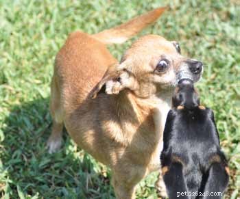 Decoding Your Dog’s Facial Expressions: A Guide to Canine Communication
