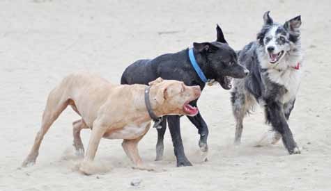 Decoding Your Dog’s Facial Expressions: A Guide to Canine Communication
