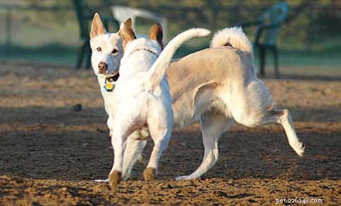 Decoding Your Dog’s Facial Expressions: A Guide to Canine Communication
