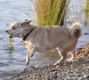 Decoding Your Dog’s Facial Expressions: A Guide to Canine Communication