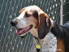 Decoding Your Dog’s Facial Expressions: A Guide to Canine Communication