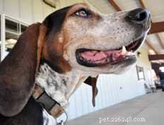 Decoding Your Dog’s Facial Expressions: A Guide to Canine Communication