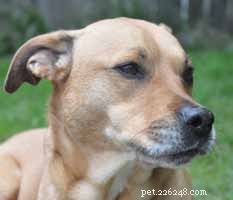 Decoding Your Dog’s Facial Expressions: A Guide to Canine Communication