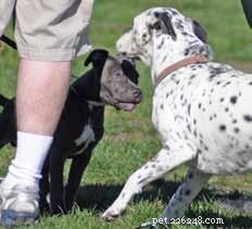 Decoding Your Dog’s Facial Expressions: A Guide to Canine Communication