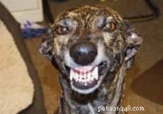 Decoding Your Dog’s Facial Expressions: A Guide to Canine Communication