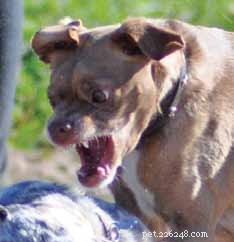 Decoding Your Dog’s Facial Expressions: A Guide to Canine Communication