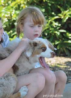 Decoding Your Dog’s Facial Expressions: A Guide to Canine Communication