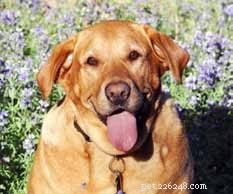 Decoding Your Dog’s Facial Expressions: A Guide to Canine Communication