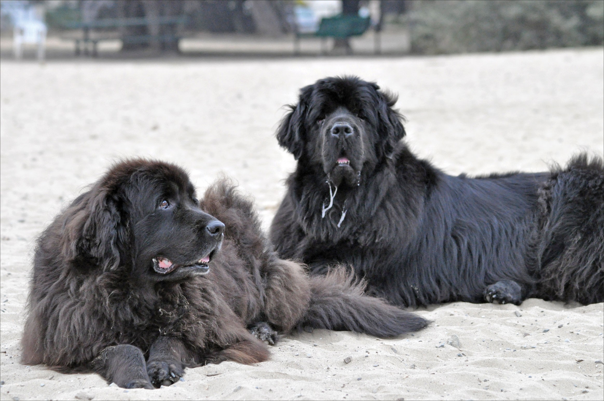 Embrace the Majesty of Irish Wolfhounds: Size, Grace, and Gentle Giant Appeal