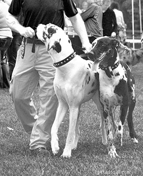 Embrace the Majesty of Irish Wolfhounds: Size, Grace, and Gentle Giant Appeal