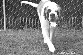 Embrace the Majesty of Irish Wolfhounds: Size, Grace, and Gentle Giant Appeal