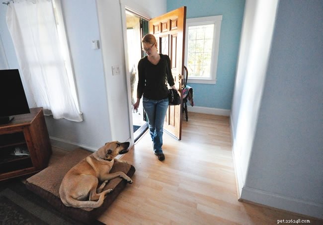 3 Proven Steps to Calm Your Dog’s Door-Entry Excitement