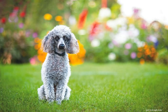How to Quickly Resolve Long-Standing Dog Behavior Issues