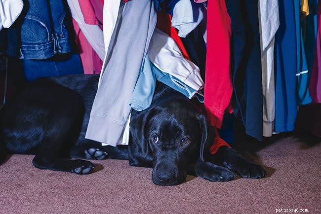 How to Ease Your Dog s Fear of Thunderstorms