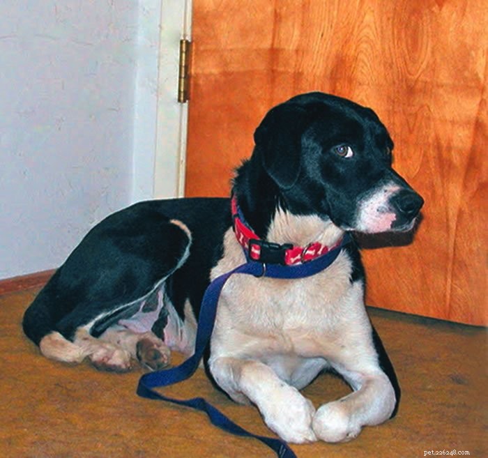 How to Build Trust with a Dog That Fears Everyone – Including You