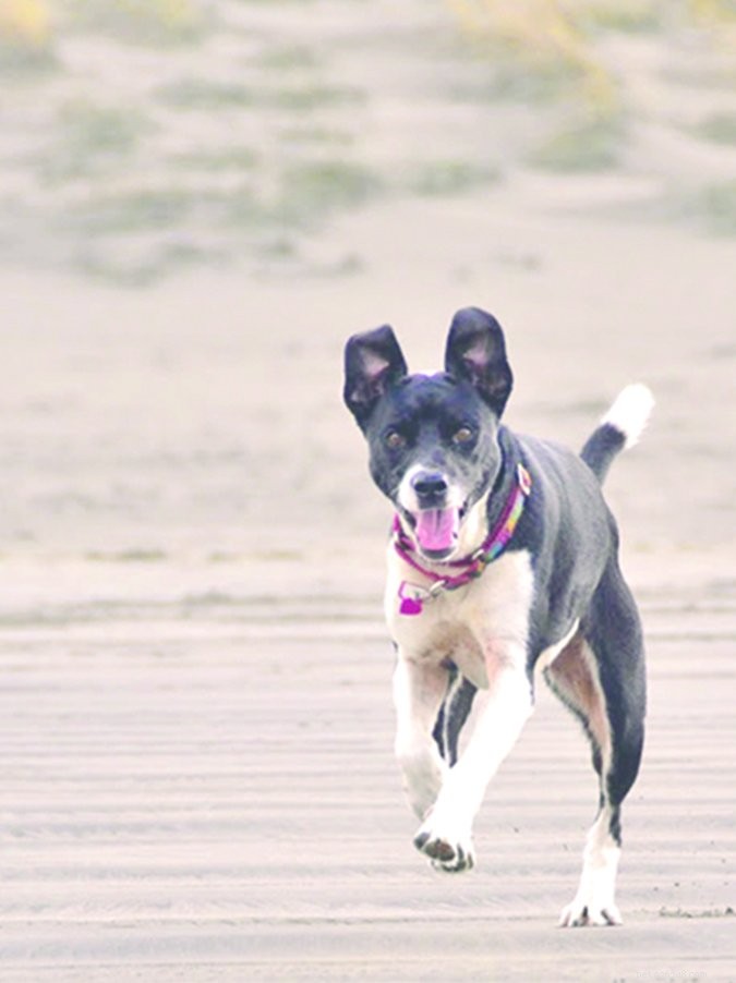 How to Build Trust with a Dog That Fears Everyone – Including You