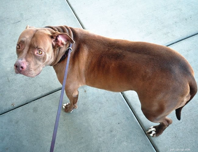 Recognizing When Your Dog Is Scared: Key Signs & How to Help