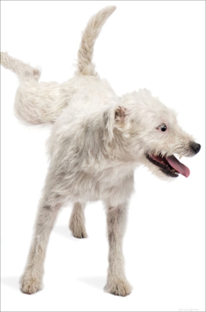 Effective Strategies to Stop Your Dog From Marking Indoors