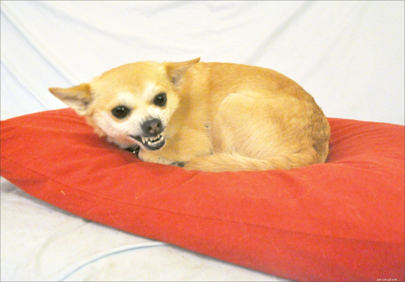 What to Do When Your Dog Snaps at a Guest: A Practical Guide