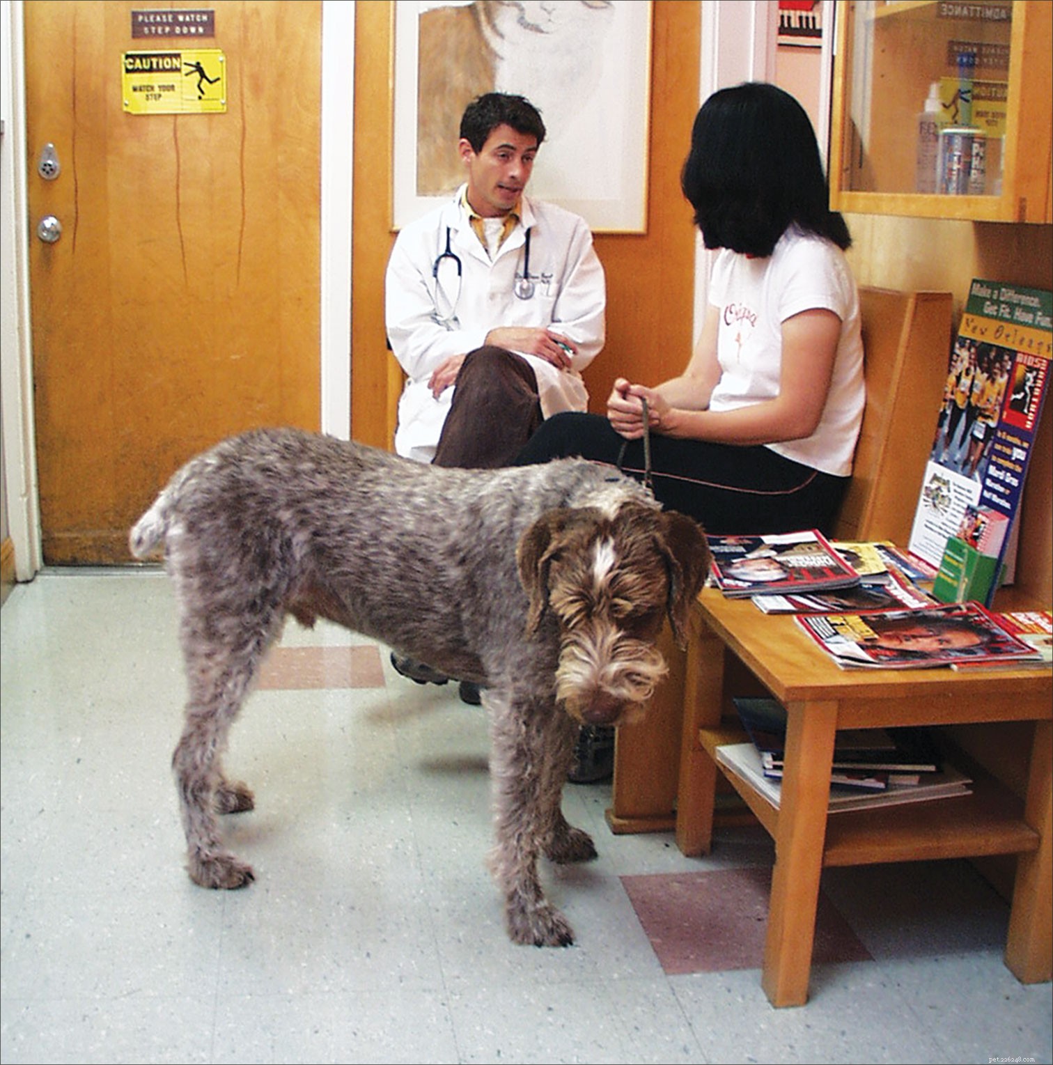 Vet vs Trainer: When to Seek Professional Help for Your Pet