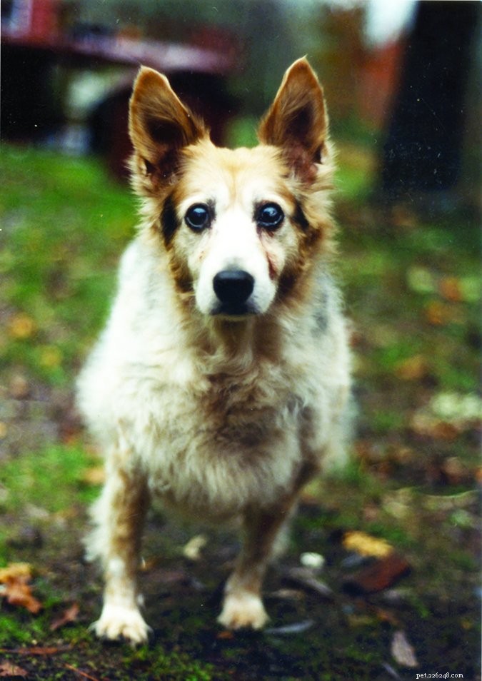 Vet vs Trainer: When to Seek Professional Help for Your Pet