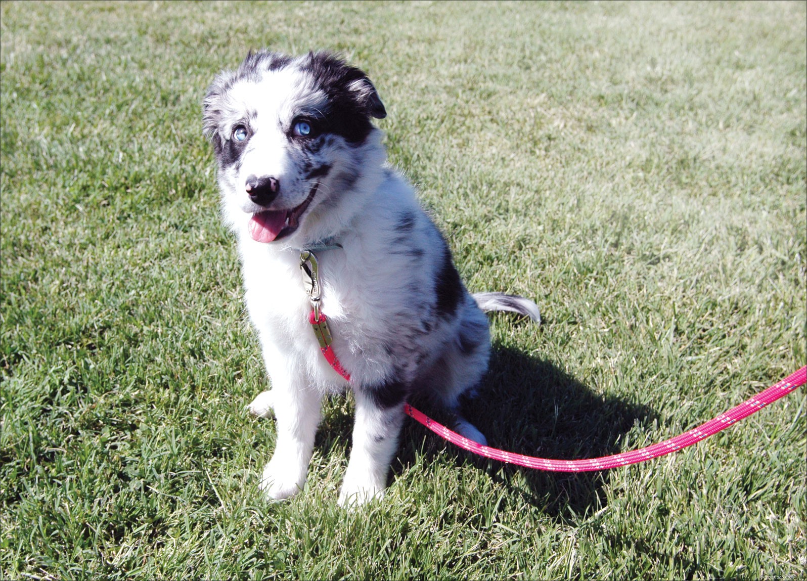 Master Your Dog’s Self‑Control: Proven Training Techniques for Calm, Confident Canines