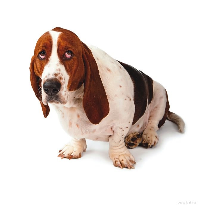 Separating Fact from Fiction: The Truth About Dogs’ ‘Guilty Look’ Myth