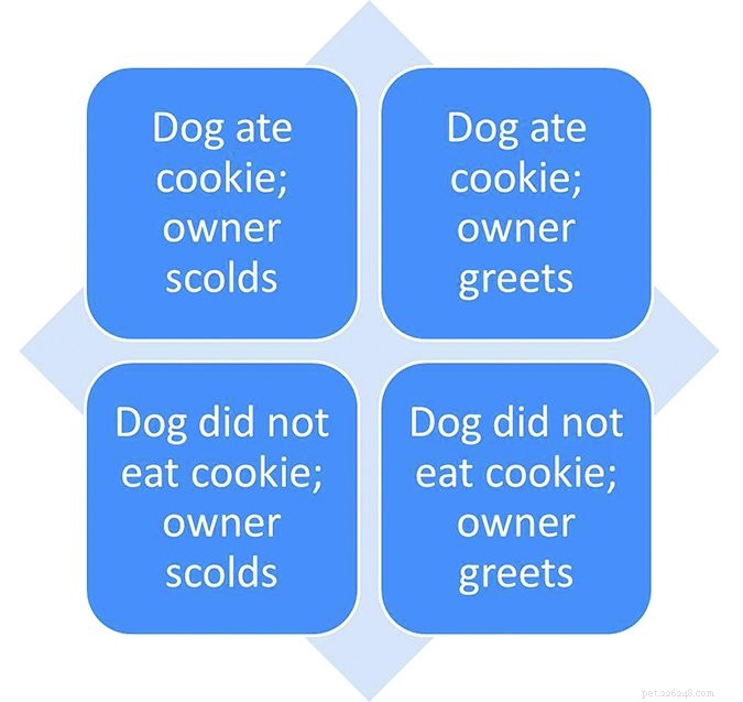 Separating Fact from Fiction: The Truth About Dogs’ ‘Guilty Look’ Myth