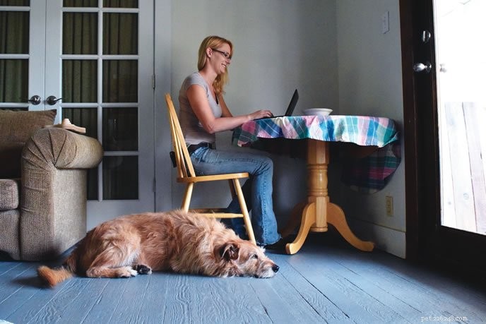 Teach Your Dog to Calmly Settle Down: A Positive Reinforcement Guide