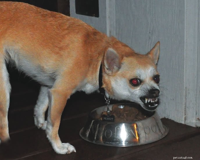Understanding Resource Guarding in Dogs: Prevention & Management