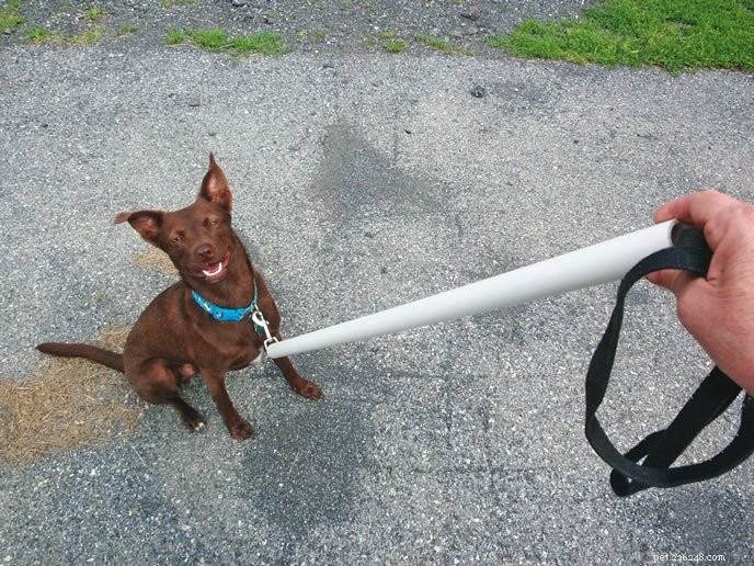 How to Stop Your Dog From Tugging on the Leash: 5 Effective Strategies
