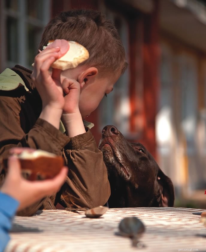 How to Stop Your Dog from Begging for Food – Proven, Easy Solutions