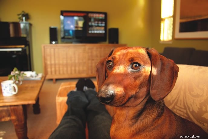 How to Stop Your Dog from Begging for Food – Proven, Easy Solutions