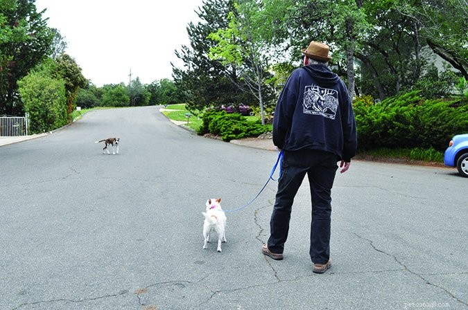 How to Safely Keep a Stray Dog at Bay: Practical Tips