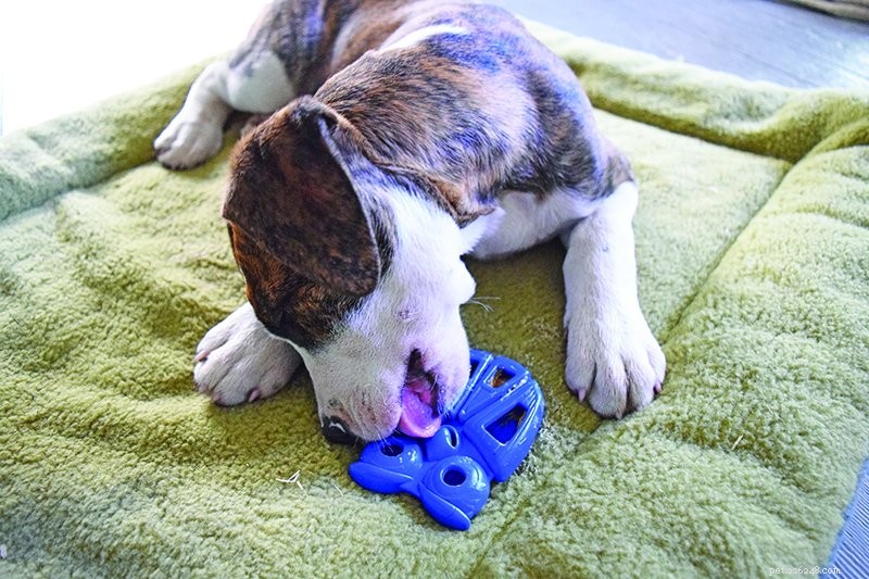 Managing Puppy Chewing: Proven Strategies to Protect Your Home