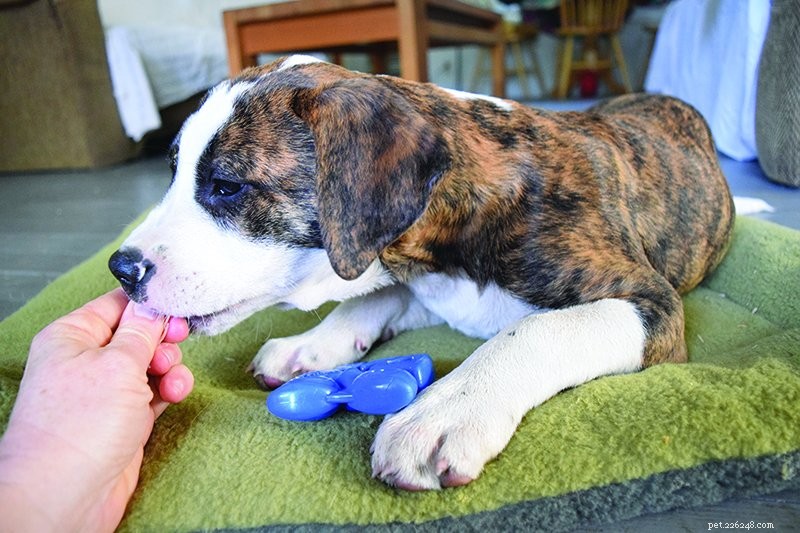 Managing Puppy Chewing: Proven Strategies to Protect Your Home