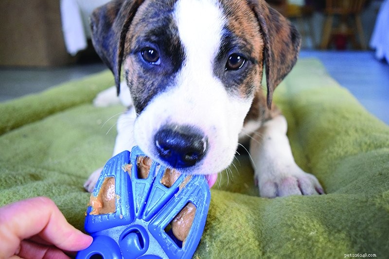 Managing Puppy Chewing: Proven Strategies to Protect Your Home
