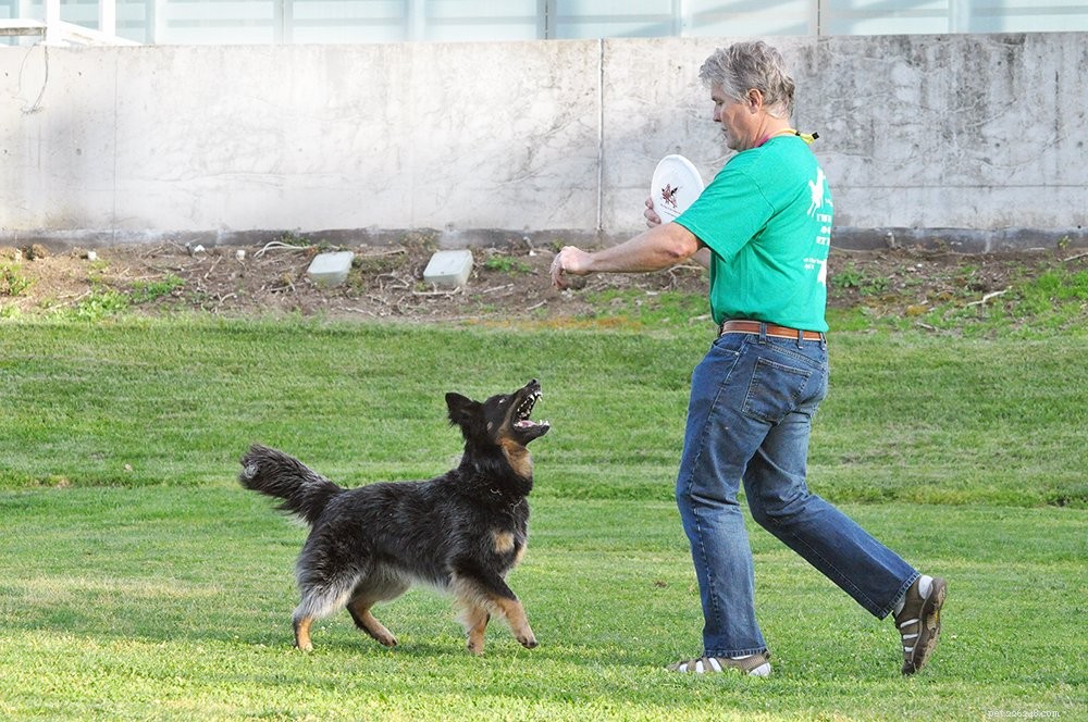 Mastering Eye Contact: The Key to Effective Dog Training and Stronger Bond